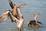Stretching Pelican_36788